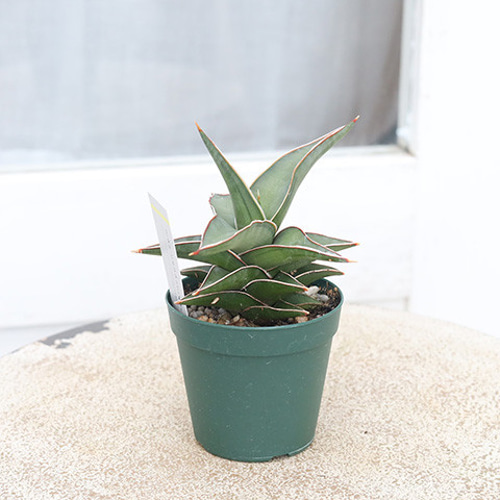 サンスベリア ローレンチ ファイバー鉢 お皿付き 観葉植物