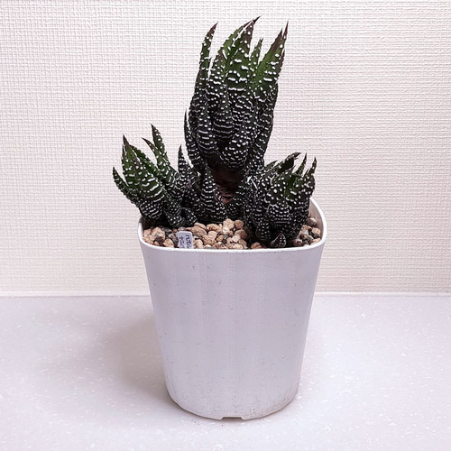 多肉植物　ハオルヤ 1672653974712_807038_20230102_