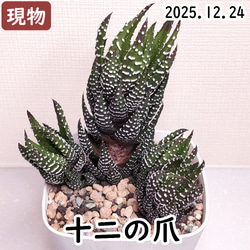 リメイク鉢 リメ鉢 2.5号鉢4点セット 多肉植物 植木鉢 プランター A-37