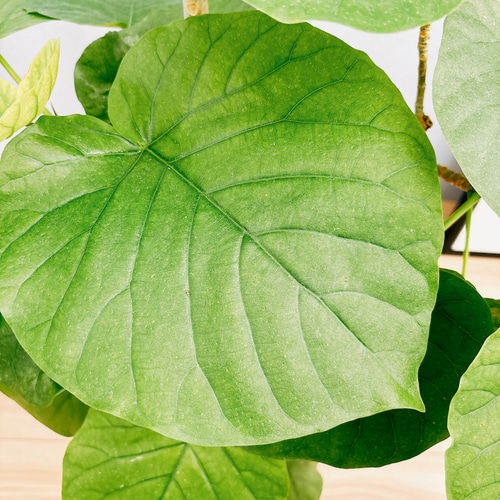 現品］6番 フィカス ウンベラータ 7号 観葉植物 室内 ゴムの木