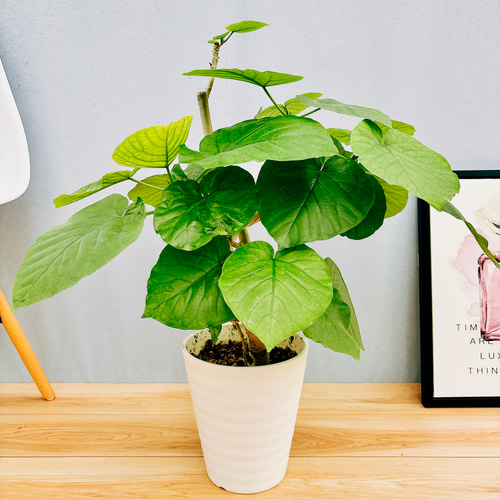 フィカス ウンベラータ ファイバー鉢 お皿付き フィカス ウンベラータ ファイバー鉢 お皿付き フィカス