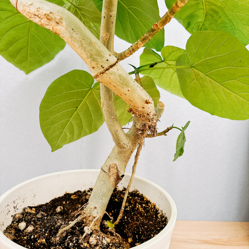現品］6番 フィカス ウンベラータ 7号 観葉植物 室内 ゴムの木