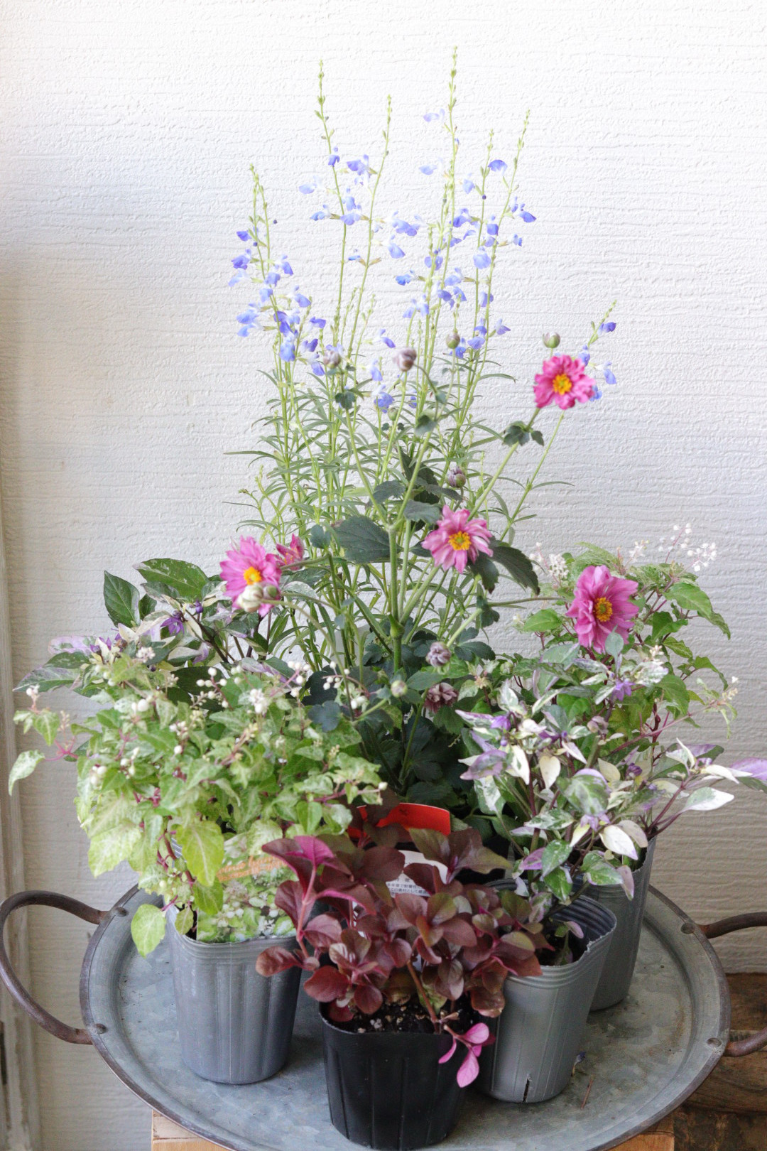 在庫整理SALE】秋花のお買い得寄せ苗セット 多肉植物 トータルプランツ 
