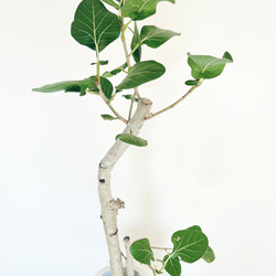 dad79c4209b31cef77e0cdd1e6f01a