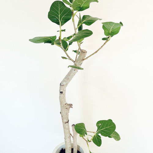 希少】フィカス クリシュナエ クリシュナボダイジュ Lサイズ 観葉植物