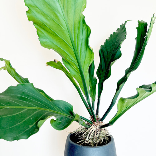 観葉植物 レア種 アンスリウム フーケリー