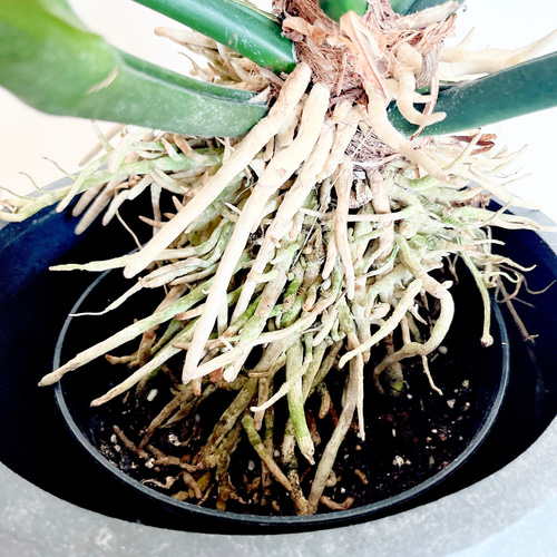 大型】《希少》662. アンスリウム フーケリー 観葉植物 室内 多肉植物 