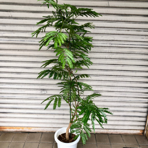 厳選 背高め 曲がり樹形 エバーフレッシュ その他インテリア雑貨