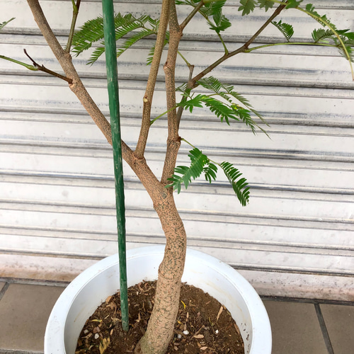 厳選 背高め 曲がり樹形 エバーフレッシュ その他インテリア雑貨