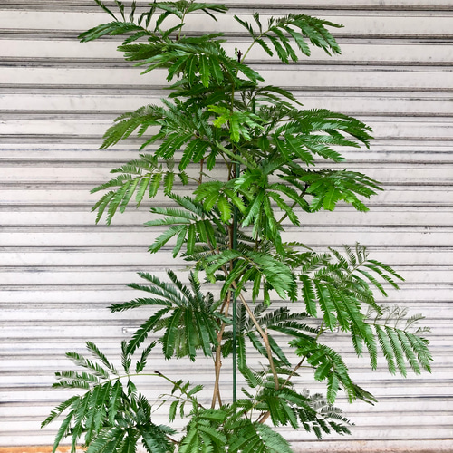 厳選 背高め 曲がり樹形 エバーフレッシュ その他インテリア雑貨