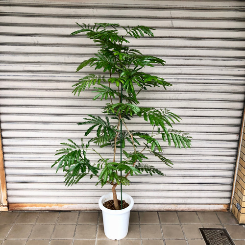 厳選 背高め 曲がり樹形 エバーフレッシュ その他インテリア雑貨