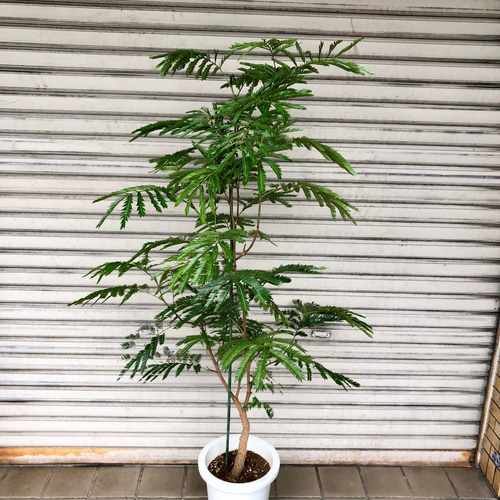 花芽付・エバーフレッシュ　曲がり自然樹形 エバーフレッシュ 曲がり | 観葉植物通販 Hitohana（ひとはな）