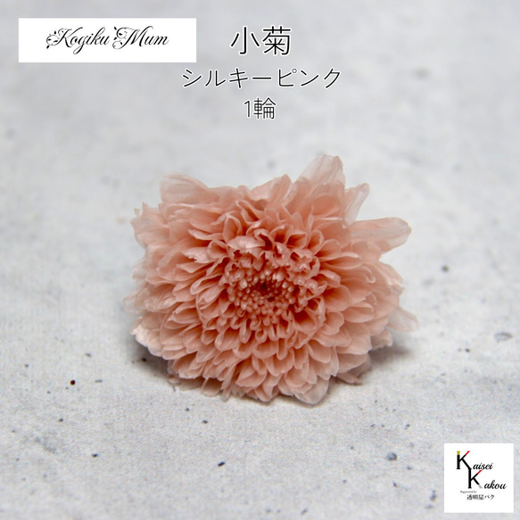 大地農園「小菊 シルキーピンク 1輪」プリザーブドフラワー プリザ 