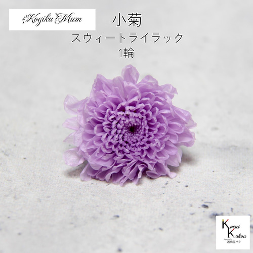 大地農園「小菊 スウィートライラック 1輪」プリザーブドフラワー  