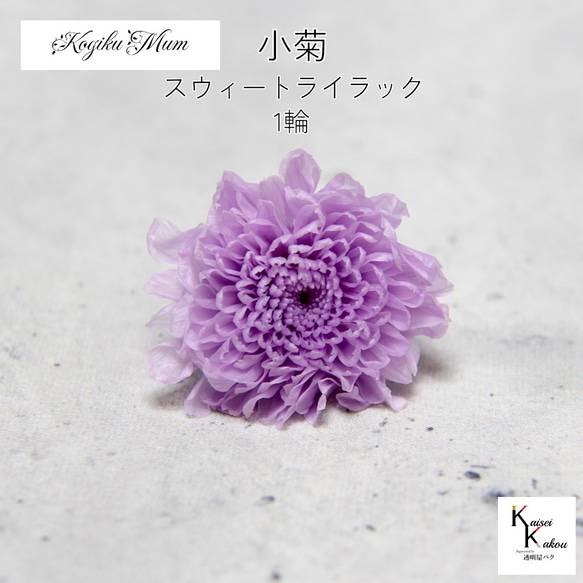 大地農園「小菊 スウィートライラック 1輪」プリザーブドフラワー 