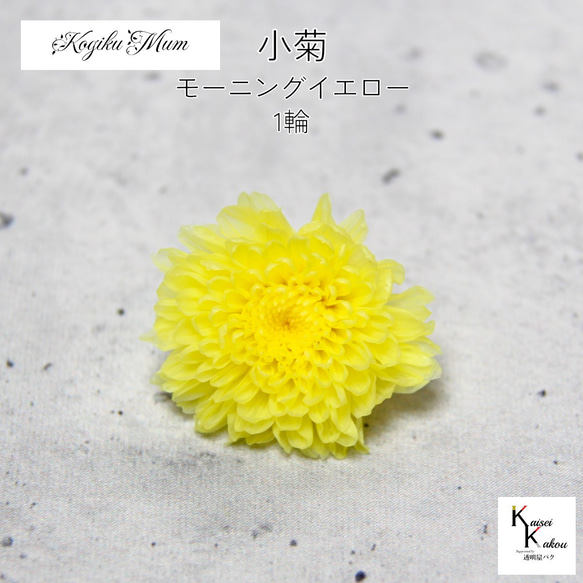 大地農園「小菊 モーニングイエロー 1輪」プリザーブドフラワー プリザ 