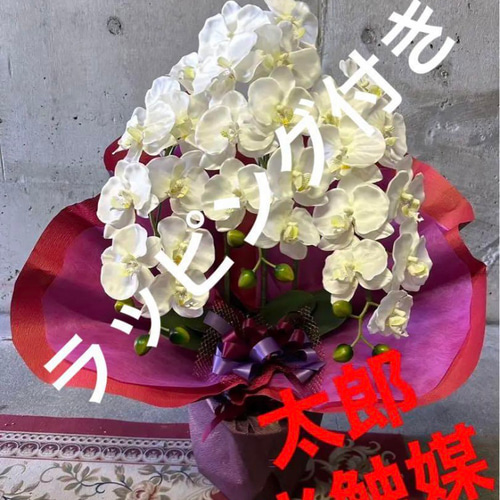 光触媒 人工観葉植物 ウォールグリーン フェイクグリーン 胡蝶蘭7640