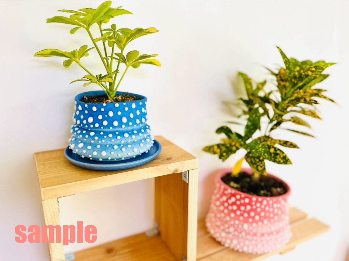 パキポディウム グラキリス 赤膚 【公式通販】