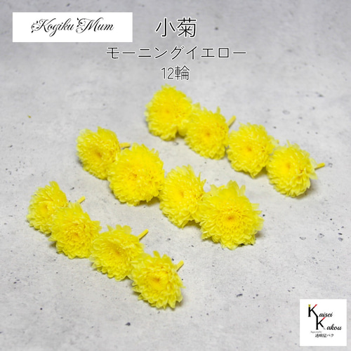 大地農園「小菊 モーニングイエロー 12輪」プリザーブドフラワー 