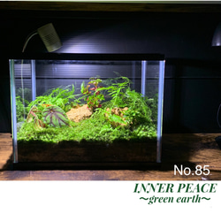 76 苔アート 苔テラリウム イモリウム カエルリウム 完成品 テラリウム