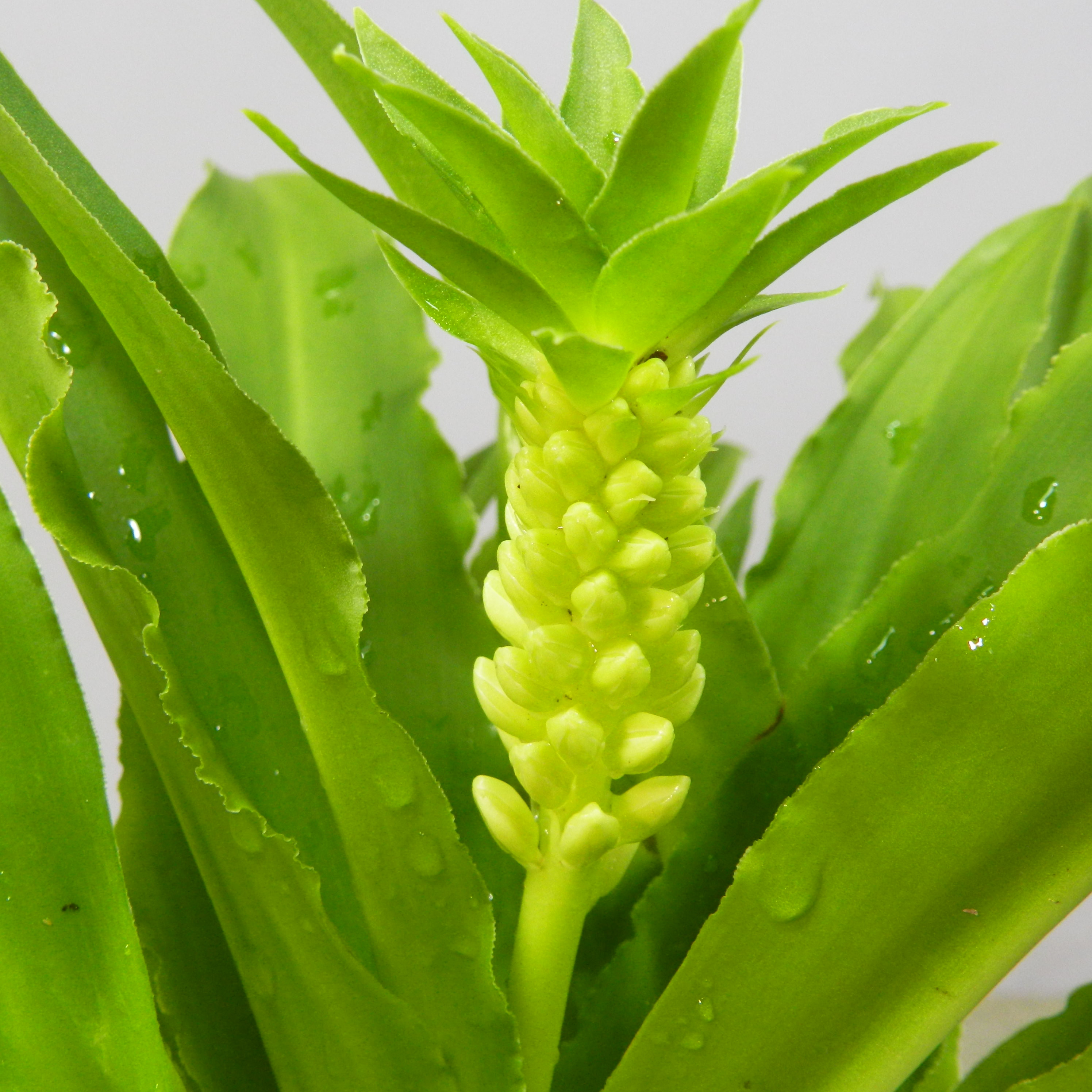 なお　パイナップルリリー 🌿🌿🌿パイナップルリリーの現在 Instagramを見返すと 7月10日に