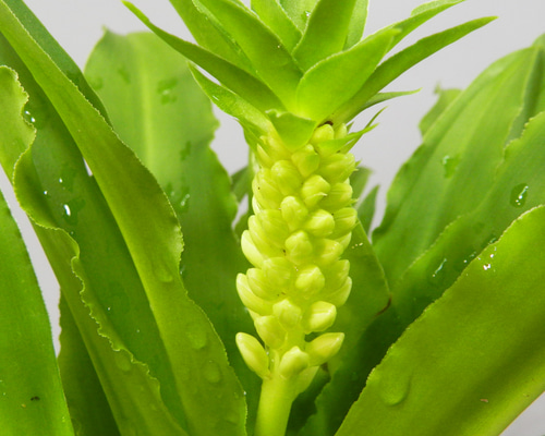 ☆ENGEI ichioki☆ユーコミス・プンクタータ（パイナップル