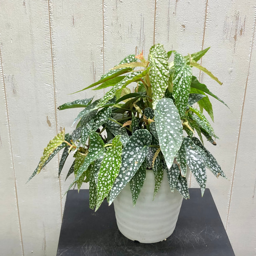 大株 珍種 ベゴニア ホワイトアイス その他インテリア雑貨 PLANTS SHOP