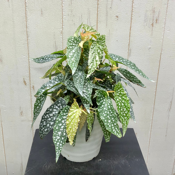 大株 珍種 ベゴニア ホワイトアイス その他インテリア雑貨 PLANTS SHOP