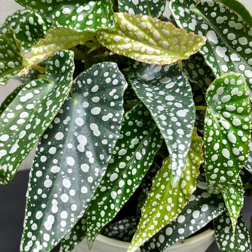 大株 珍種 ベゴニア ホワイトアイス その他インテリア雑貨 PLANTS SHOP