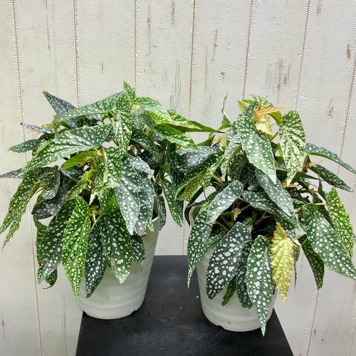 大株 珍種 ベゴニア ホワイトアイス その他インテリア雑貨 PLANTS SHOP