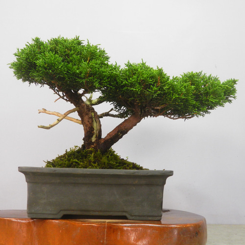 ☆ENGEI ichioki☆糸魚川真柏・小品盆栽☆形良好な一品です☆ その他