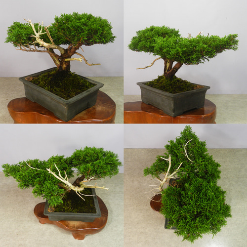 ☆ENGEI ichioki☆糸魚川真柏・小品盆栽☆形良好な一品です☆ その他