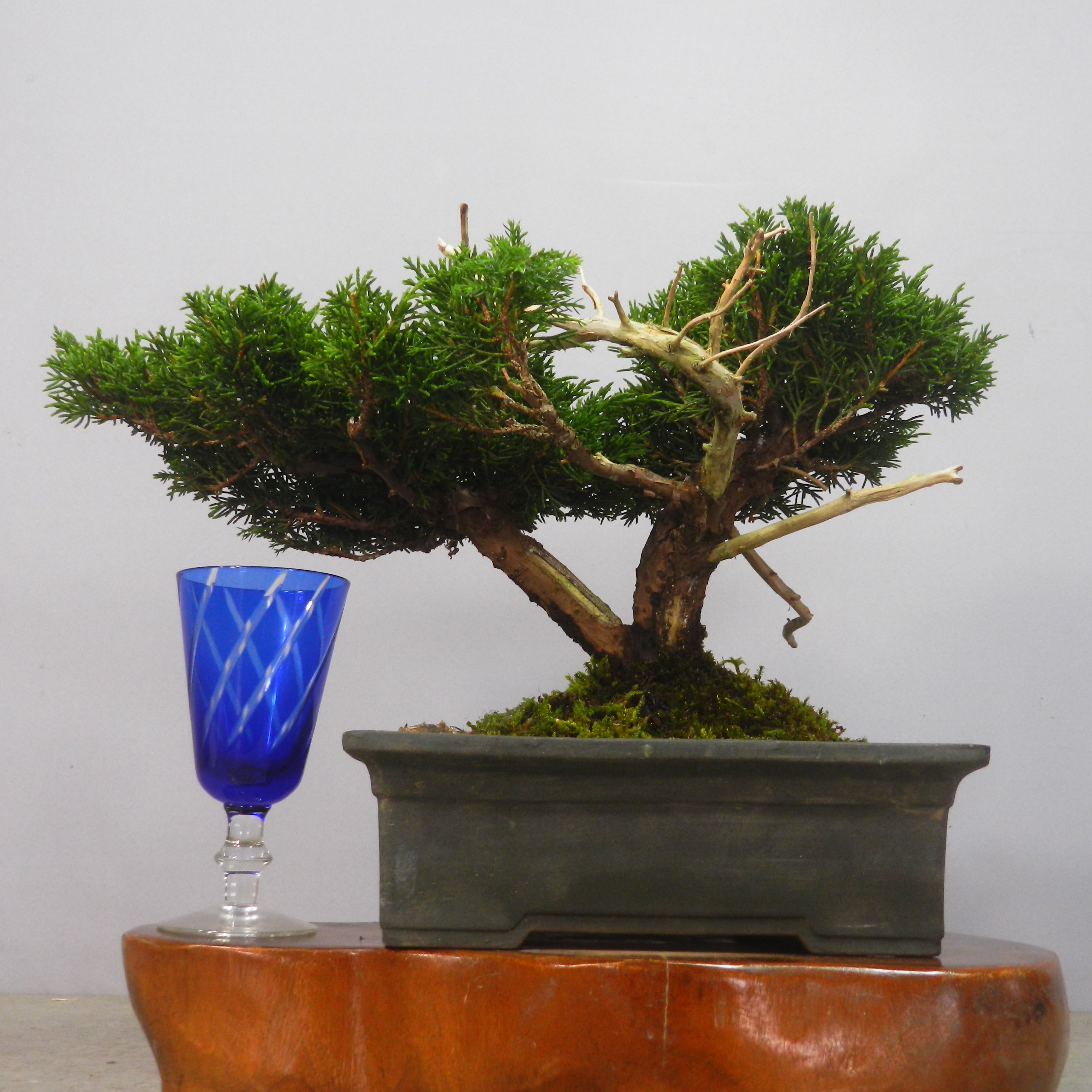 真柏　糸魚川 糸魚川真柏 寄せ植え 糸魚川真柏 寄植え盆栽 真柏｜フラワー・ガーデニング