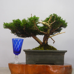 こ*じ様 【一起園芸】糸魚川真柏・小品盆栽◆人気盆栽樹・形良好な一品です◆ ☆ENGEI ichioki☆糸魚川真柏・小品盆栽☆形良好な一品です☆ その他