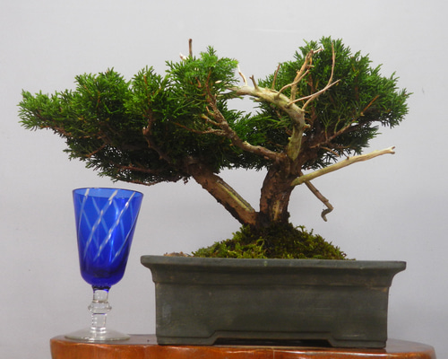 ☆ENGEI ichioki☆糸魚川真柏・小品盆栽☆形良好な一品です☆ その他