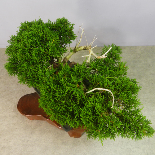 ☆ENGEI ichioki☆糸魚川真柏・小品盆栽☆形良好な一品です☆ その他