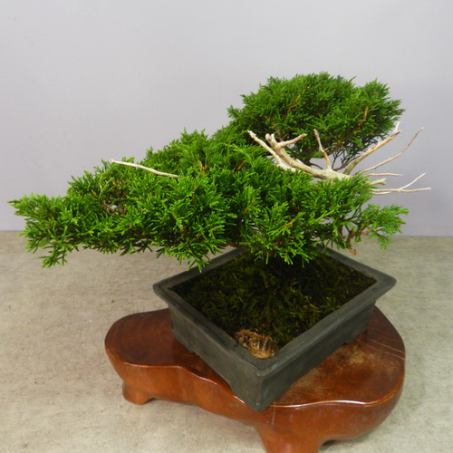 【一起園芸】糸魚川真柏・小品盆栽◆人気盆栽樹・形良好な一品です◆ 楽天市場】（株）一樹園 糸魚川真柏 小品盆栽／樹齢5年 : 一樹園