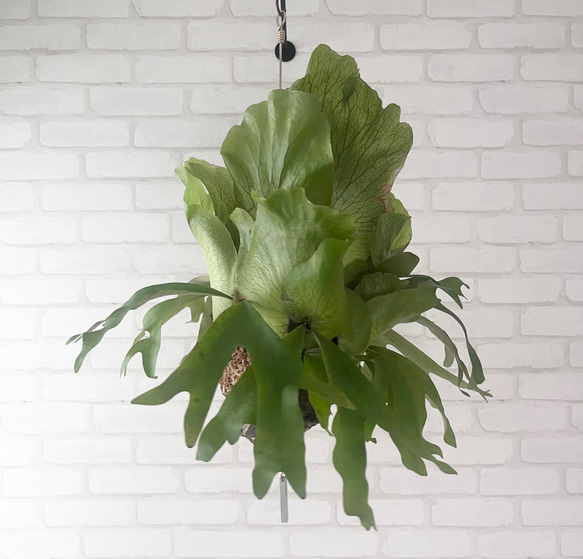 a細葉　特大　観葉植物　ビカクシダ　コウモリラン　ハンギング 鉢物・観葉植物（ハンギング） ビカクシダ（コウモリラン）