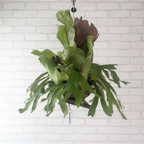 ステマリア コウモリラン ビカクシダ ☆コルク付 BI0171 おしゃれ 観葉