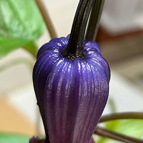 立木性壺型クレマチス10粒 多肉植物 植花夢 通販 17987819｜Creema