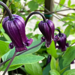 立木性壺型クレマチス10粒 多肉植物 植花夢 通販 17987819｜Creema