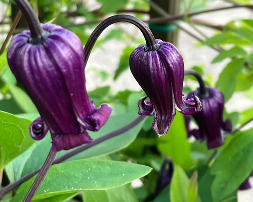 立木性壺型クレマチス10粒 多肉植物 植花夢 通販 17987819｜Creema