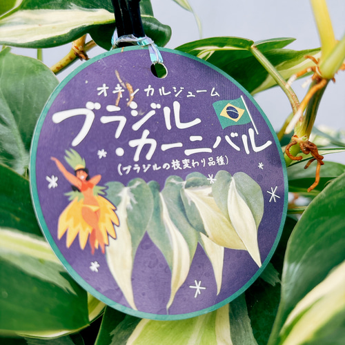 現品］4番 オキシカルジウム ブラジルカーニバル フィロデンドロン 5号