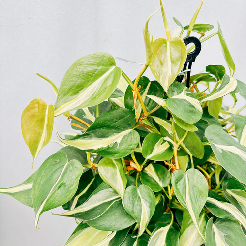 現品］4番 オキシカルジウム ブラジルカーニバル フィロデンドロン 5号