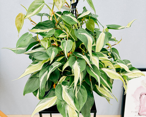 現品］4番 オキシカルジウム ブラジルカーニバル