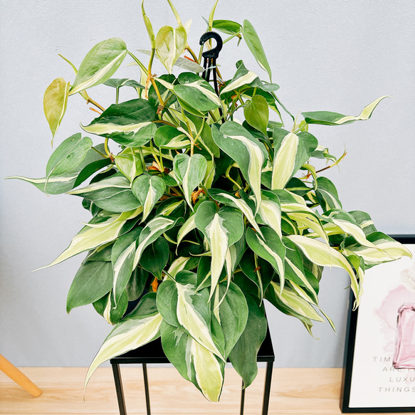 現品］4番 オキシカルジウム ブラジルカーニバル フィロデンドロン 5号