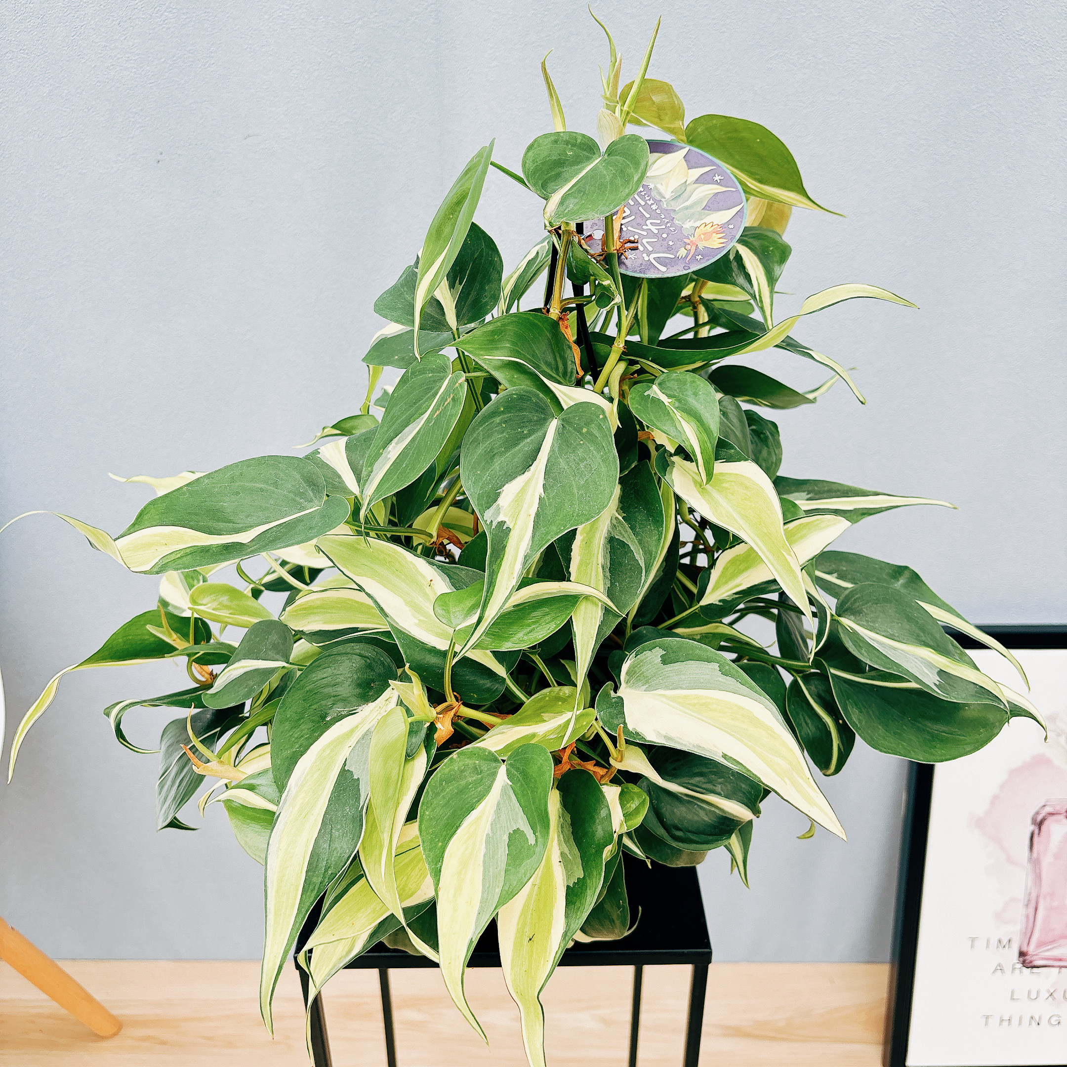 観葉植物 創樹(SOUJU) 幹太 オリーブの木 苗 7号マンザニロ