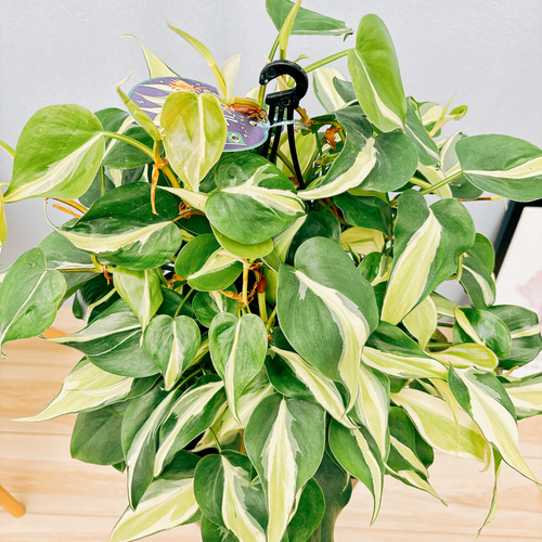 まとめ買い限定1本¥180フィロデンドロンブラジル 観葉植物 オキシカルジウム まとめ買い限定1本¥180フィロデンドロンブラジル 観葉植物 オキシカル