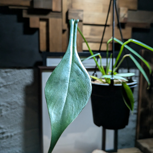 フィロデンドロン　ジョーピー　1【現品】☆希少☆ 観葉植物　室内 フィロデンドロン ジョーピー 1【現品】☆希少☆ 観葉植物 室内