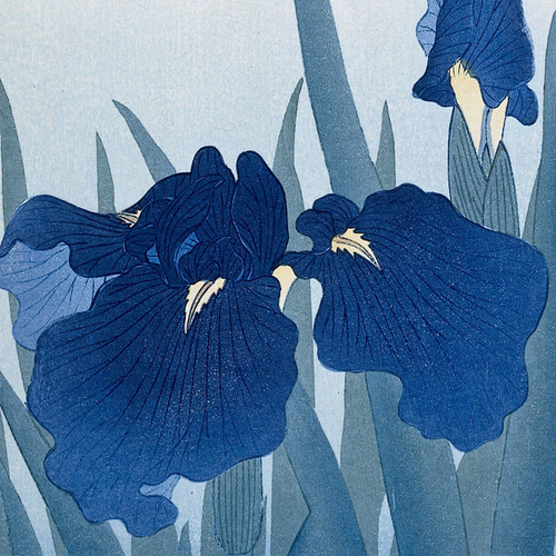 アヤメ菖蒲　青い花　日本画　花絵画 菖蒲の花日本画インテリアポスターアイリス青色和室浮世絵和柄大正